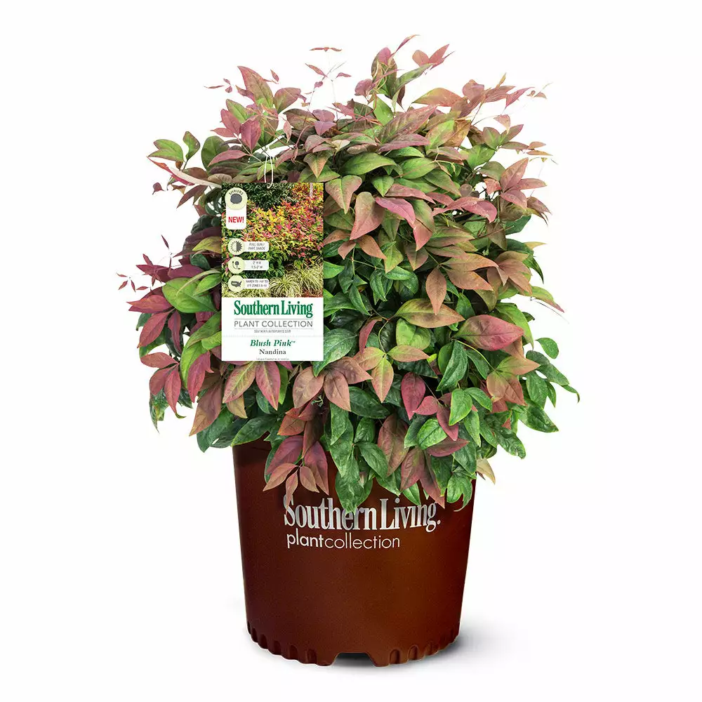 Brighter Blooms Blush Pink™ Nandina Shrub 6 Brighter Blooms Blush Pink™ Nandina Shrub