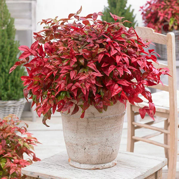 Brighter Blooms Blush Pink™ Nandina Shrub 1 Brighter Blooms Blush Pink™ Nandina Shrub