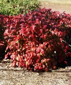 Brighter Blooms Blush Pink™ Nandina Shrub 9 Brighter Blooms Blush Pink™ Nandina Shrub