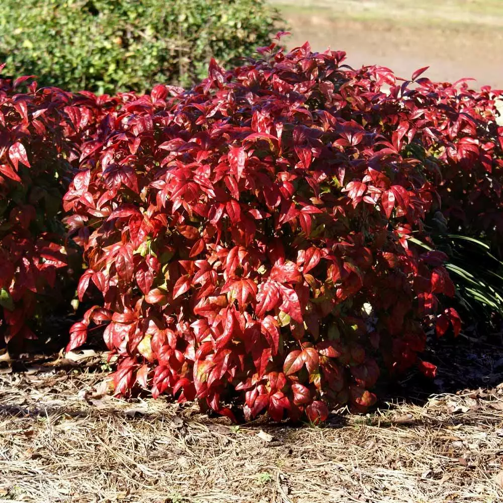Brighter Blooms Blush Pink™ Nandina Shrub 4 Brighter Blooms Blush Pink™ Nandina Shrub