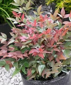 Brighter Blooms Blush Pink™ Nandina Shrub 8 Brighter Blooms Blush Pink™ Nandina Shrub