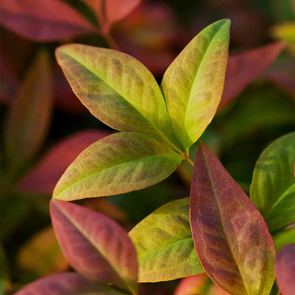 Brighter Blooms Blush Pink™ Nandina Shrub 5 Brighter Blooms Blush Pink™ Nandina Shrub