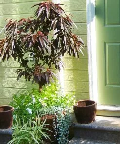 Brighter Blooms Bonfire Patio Peach Tree