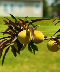 Brighter Blooms Bonfire Patio Peach Tree 10 Brighter Blooms Bonfire Patio Peach Tree