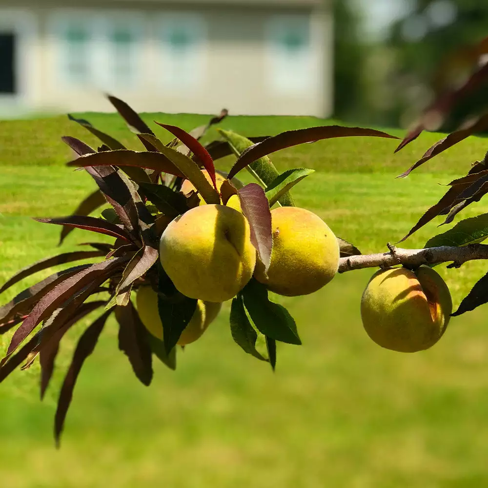 Brighter Blooms Bonfire Patio Peach Tree 3 Brighter Blooms Bonfire Patio Peach Tree