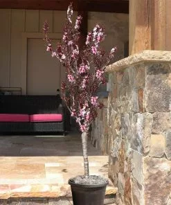Brighter Blooms Bonfire Patio Peach Tree 12 Brighter Blooms Bonfire Patio Peach Tree