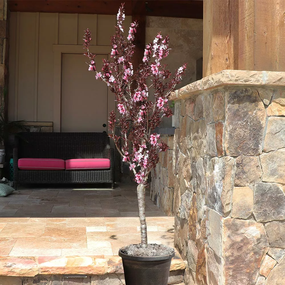 Brighter Blooms Bonfire Patio Peach Tree 5 Brighter Blooms Bonfire Patio Peach Tree