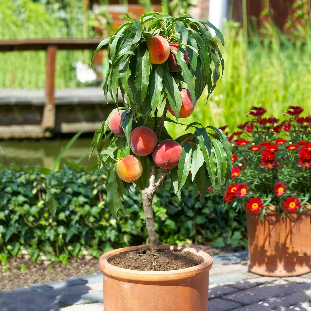 Brighter Blooms Fruit Trees Bonanza Peach Tree 2 Brighter Blooms Fruit Trees Bonanza Peach Tree