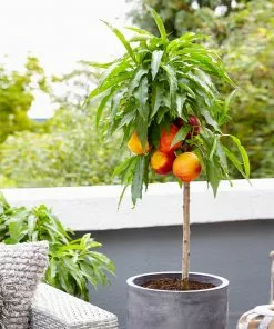 Brighter Blooms Fruit Trees Bonanza Peach Tree 7 Brighter Blooms Fruit Trees Bonanza Peach Tree