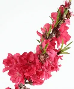Brighter Blooms Fruit Trees Bonanza Peach Tree 6 Brighter Blooms Fruit Trees Bonanza Peach Tree