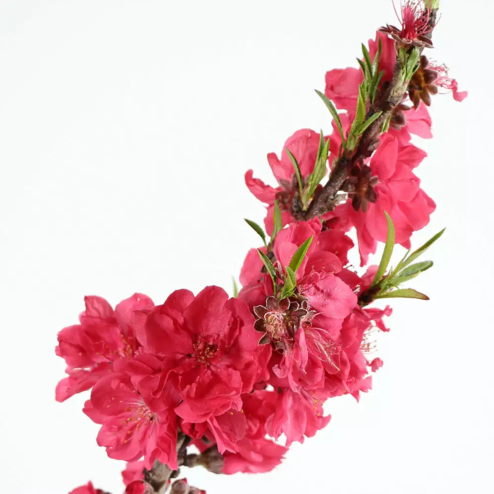 Brighter Blooms Fruit Trees Bonanza Peach Tree 3 Brighter Blooms Fruit Trees Bonanza Peach Tree