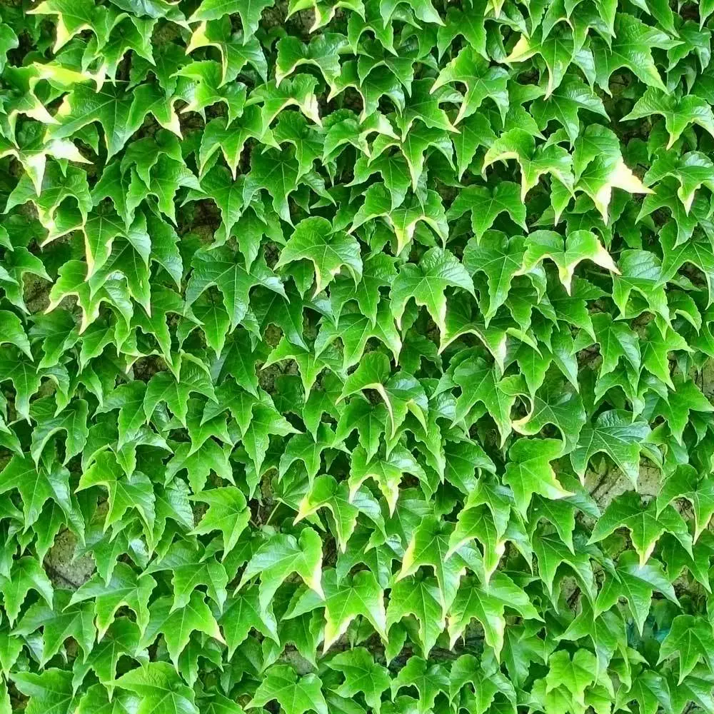 Brighter Blooms Boston Ivy 3 Brighter Blooms Boston Ivy