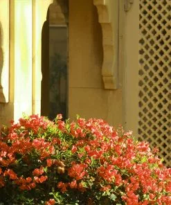 Brighter Blooms SHOP ALL Sundown Orange Bougainvillea 13 Brighter Blooms SHOP ALL Sundown Orange Bougainvillea