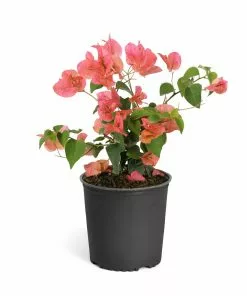 Brighter Blooms SHOP ALL Sundown Orange Bougainvillea 17 Brighter Blooms SHOP ALL Sundown Orange Bougainvillea