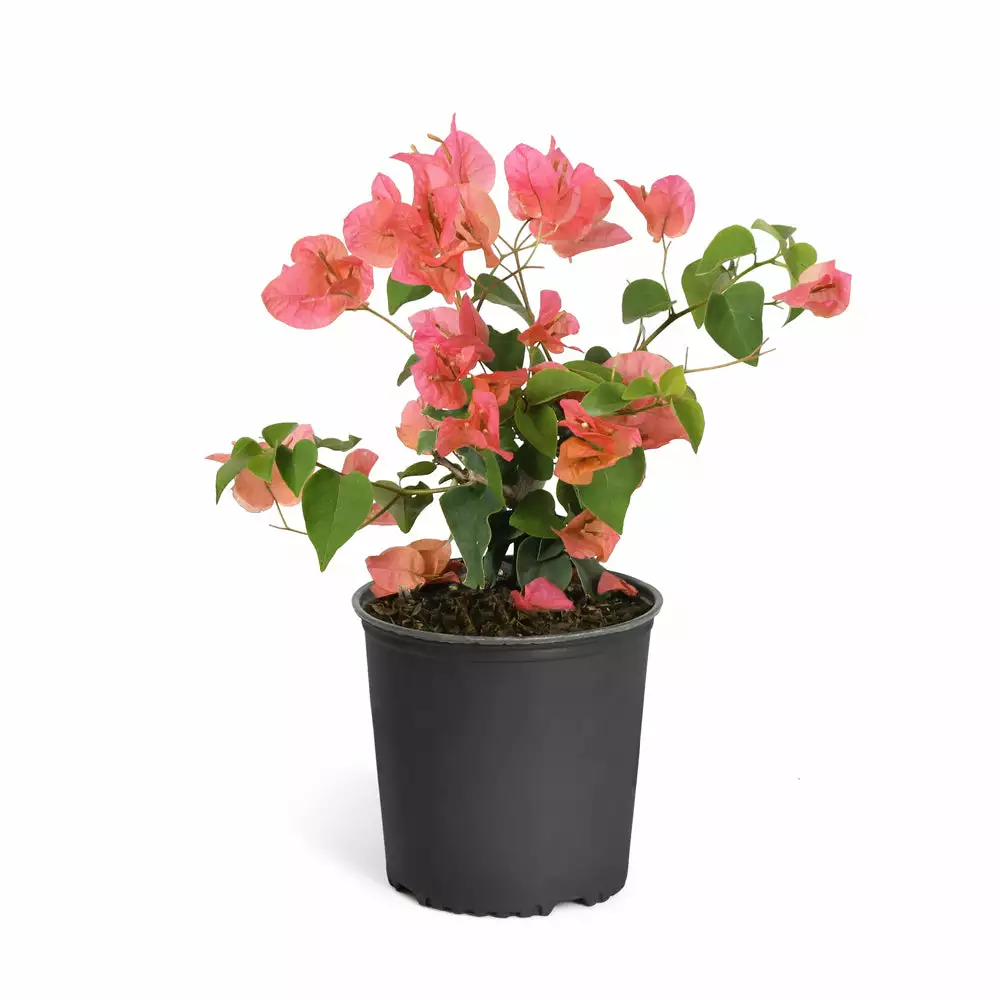 Brighter Blooms SHOP ALL Sundown Orange Bougainvillea 9 Brighter Blooms SHOP ALL Sundown Orange Bougainvillea