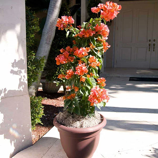 Brighter Blooms SHOP ALL Sundown Orange Bougainvillea 1 Brighter Blooms SHOP ALL Sundown Orange Bougainvillea