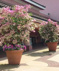 Brighter Blooms Imperial Thai Delight Bougainvillea 5 Brighter Blooms Imperial Thai Delight Bougainvillea