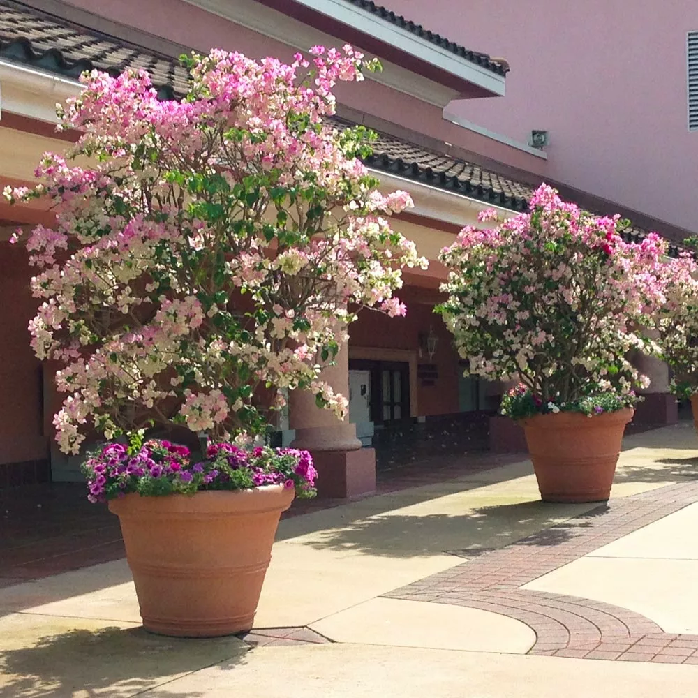 Brighter Blooms Imperial Thai Delight Bougainvillea 3 Brighter Blooms Imperial Thai Delight Bougainvillea