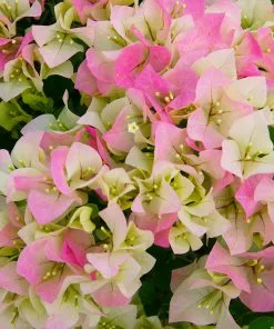 NO WARRANTY SHOP ALL Imperial Thai Delight Bougainvillea