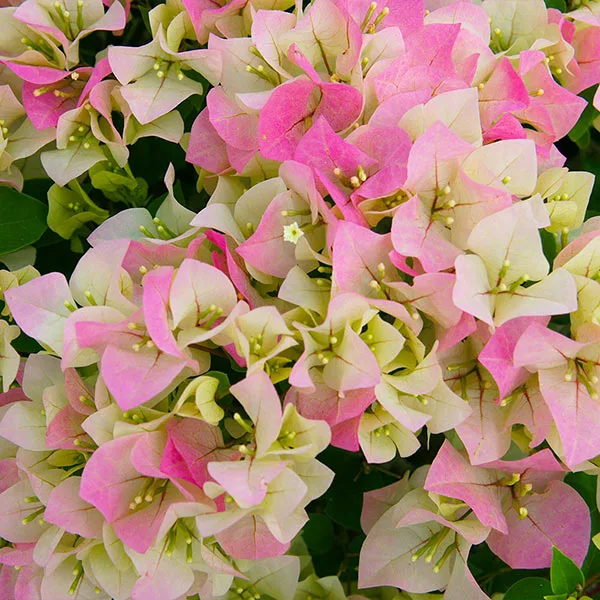 NO WARRANTY SHOP ALL Imperial Thai Delight Bougainvillea 1 NO WARRANTY SHOP ALL Imperial Thai Delight Bougainvillea