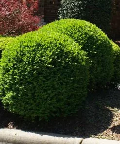 Brighter Blooms Titan Boxwood Shrub 7 Brighter Blooms Titan Boxwood Shrub