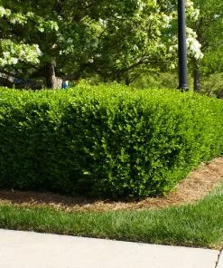 Brighter Blooms Titan Boxwood Shrub 8 Brighter Blooms Titan Boxwood Shrub