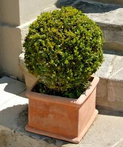 Brighter Blooms Titan Boxwood Shrub