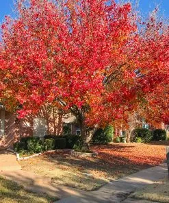 Brighter Blooms Bradford Pear Tree