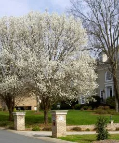 Brighter Blooms Bradford Pear Tree