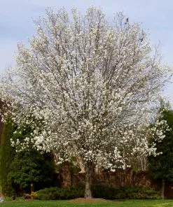 Brighter Blooms Bradford Pear Tree