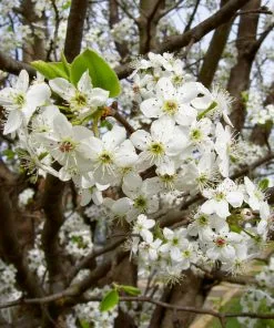 Brighter Blooms Bradford Pear Tree