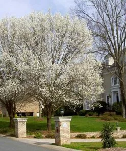 Brighter Blooms Bradford Pear Tree