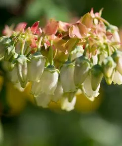 Brighter Blooms Brightwell Blueberry Bush Fruit Trees 7 Brighter Blooms Brightwell Blueberry Bush Fruit Trees