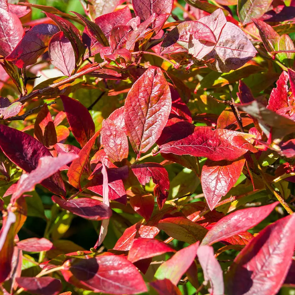 Brighter Blooms Brightwell Blueberry Bush Fruit Trees 4 Brighter Blooms Brightwell Blueberry Bush Fruit Trees