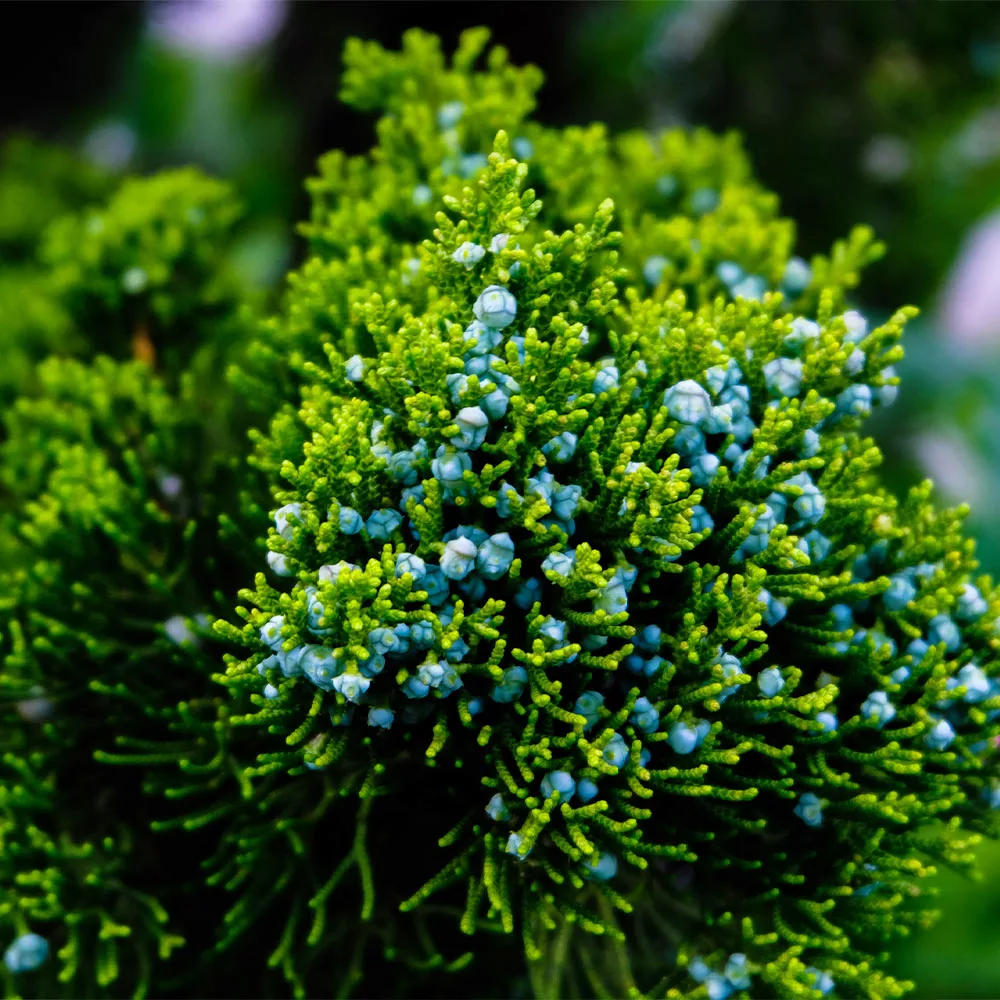 Brighter Blooms Evergreen & Privacy Brodie Eastern Red Cedar Tree 2 Brighter Blooms Evergreen & Privacy Brodie Eastern Red Cedar Tree