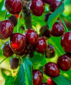 Brighter Blooms Brooks Cherry Tree