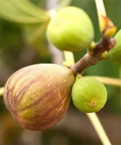 Brighter Blooms Brown Turkey Fig
