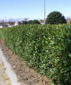 Brighter Blooms Dwarf Burford Holly Shrub Shrubs & Hedges