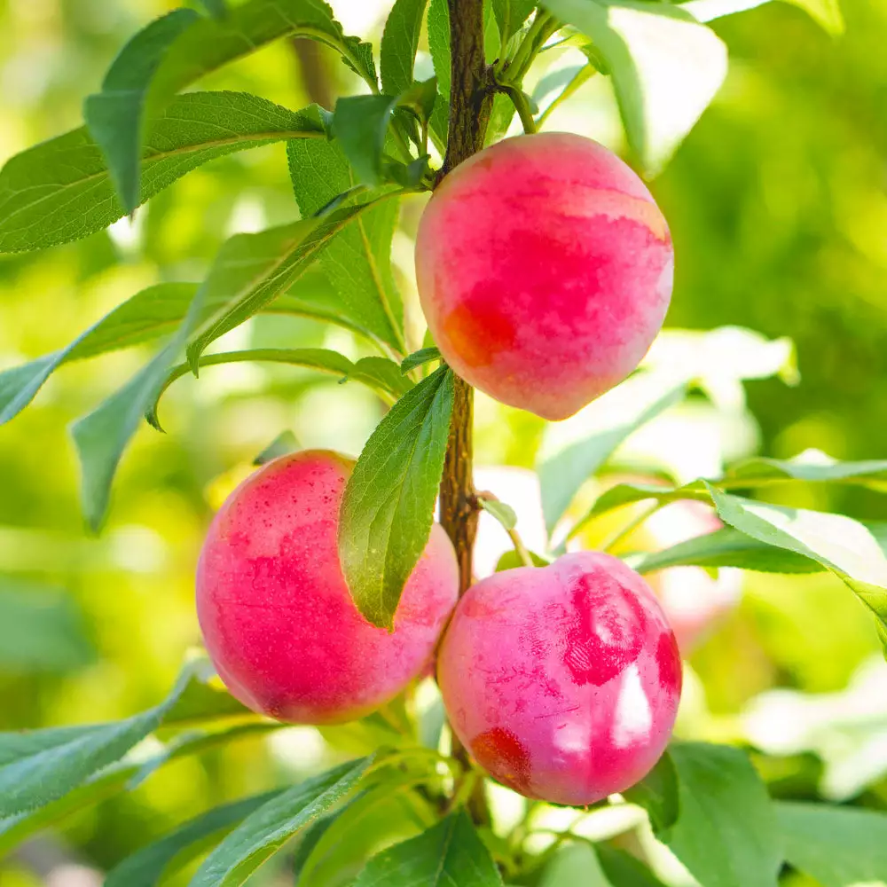 Brighter Blooms Bubblegum 'Toka' Plum Tree 2 Brighter Blooms Bubblegum 'Toka' Plum Tree