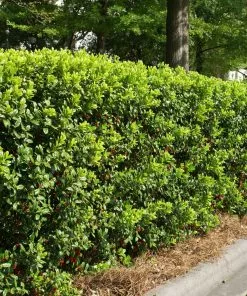 Brighter Blooms Dwarf Burford Holly Shrub Shrubs & Hedges