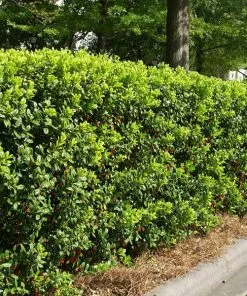 Brighter Blooms Dwarf Burford Holly Shrub Shrubs & Hedges