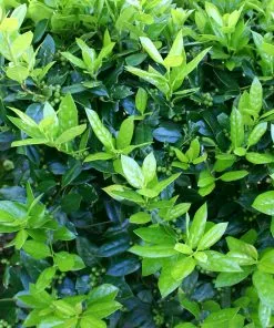Brighter Blooms Dwarf Burford Holly Shrub Shrubs & Hedges