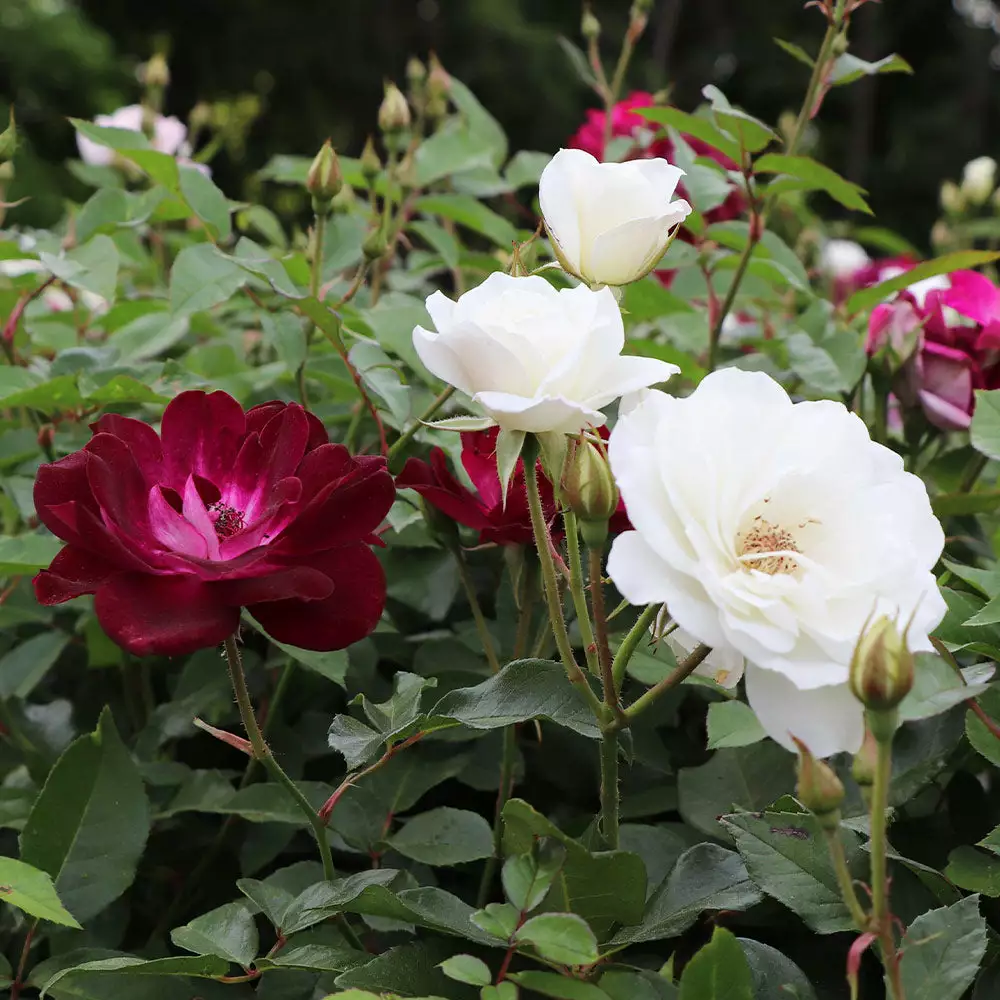 Brighter Blooms Burgundy Iceberg And Iceberg Two-fer® Rose Tree Roses 2 Brighter Blooms Burgundy Iceberg And Iceberg Two-fer® Rose Tree Roses