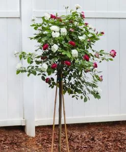 Brighter Blooms Burgundy Iceberg And Iceberg Two-fer® Rose Tree Roses 6 Brighter Blooms Burgundy Iceberg And Iceberg Two-fer® Rose Tree Roses