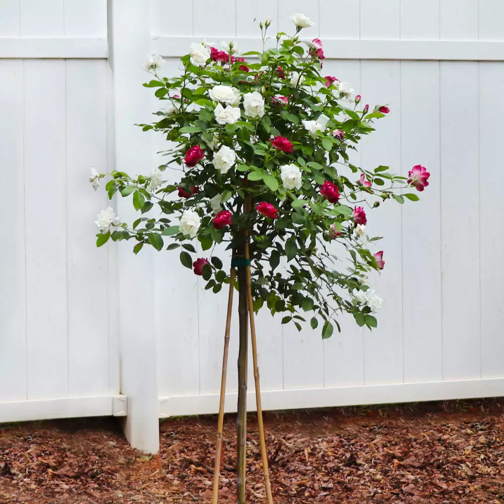 Brighter Blooms Burgundy Iceberg And Iceberg Two-fer® Rose Tree Roses 3 Brighter Blooms Burgundy Iceberg And Iceberg Two-fer® Rose Tree Roses