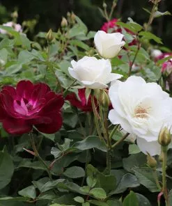Brighter Blooms Burgundy Iceberg And Iceberg Two-fer® Rose Tree Roses