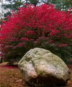 Brighter Blooms Shrubs & Hedges Burning Bush 7 Brighter Blooms Shrubs & Hedges Burning Bush