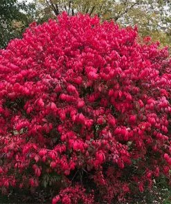 Brighter Blooms Shrubs & Hedges Burning Bush
