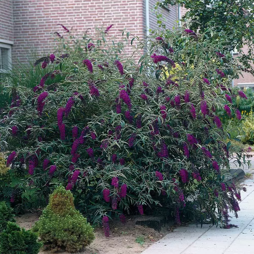Brighter Blooms Shrubs & Hedges Black Knight Butterfly Bush 4 Brighter Blooms Shrubs & Hedges Black Knight Butterfly Bush