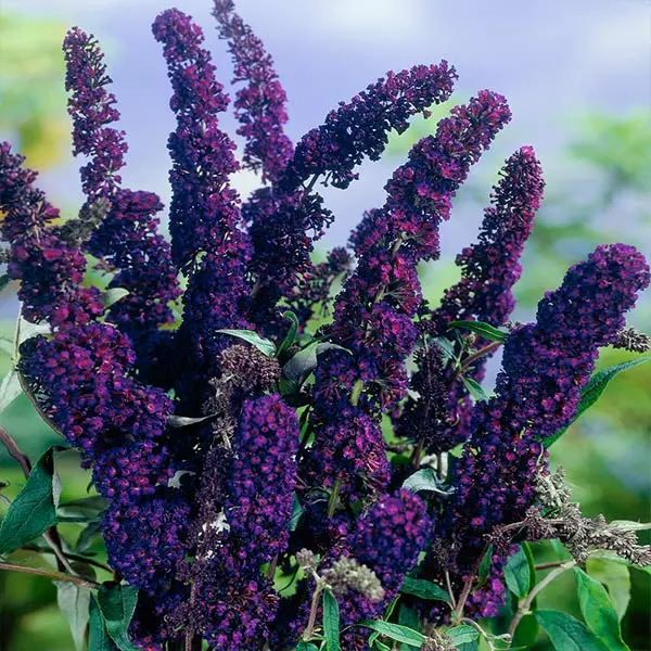 Brighter Blooms Shrubs & Hedges Black Knight Butterfly Bush 1 Brighter Blooms Shrubs & Hedges Black Knight Butterfly Bush